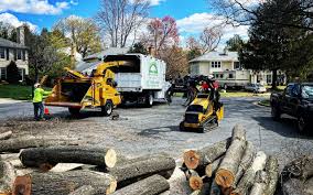 Reliable Barnum Island, NY Tree Care Solutions