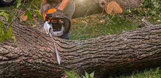 Best Tree and Shrub Care  in Barnum Island, NY
