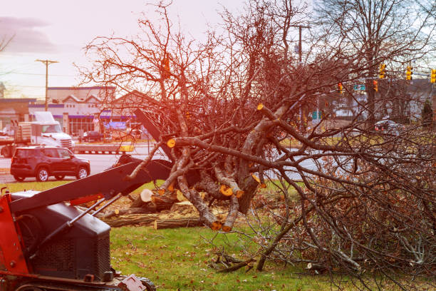 Best Fruit Tree Pruning  in Barnum Island, NY