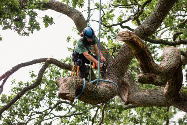 How Our Tree Care Process Works  in  Barnum Island, NY