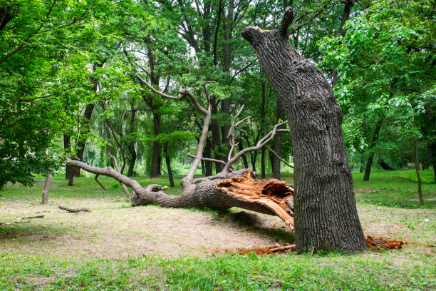 Best Tree Health Inspection  in Barnum Island, NY