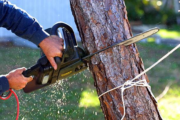 Best Leaf Removal  in Barnum Island, NY