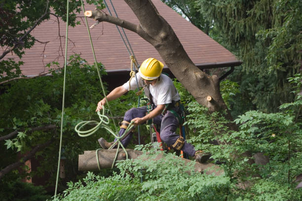  Barnum Island, NY Tree Care Pros