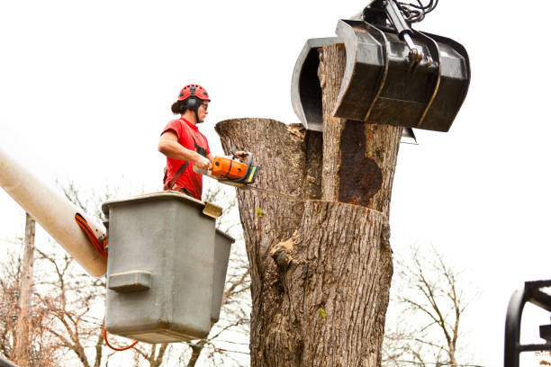 Best Emergency Tree Removal  in Barnum Island, NY