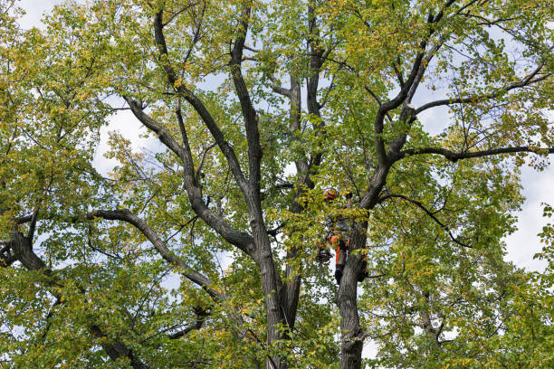 Best Tree Trimming and Pruning  in Barnum Island, NY